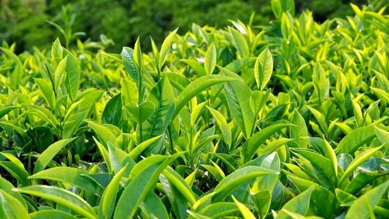Lợi ích của trà xanh - Trà xanh Thái Nguyên