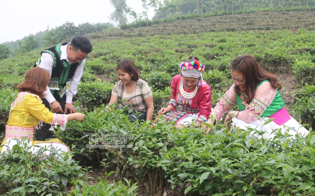 Trải nghiệm hái chè Tân Cương - Hóa thân người nông dân