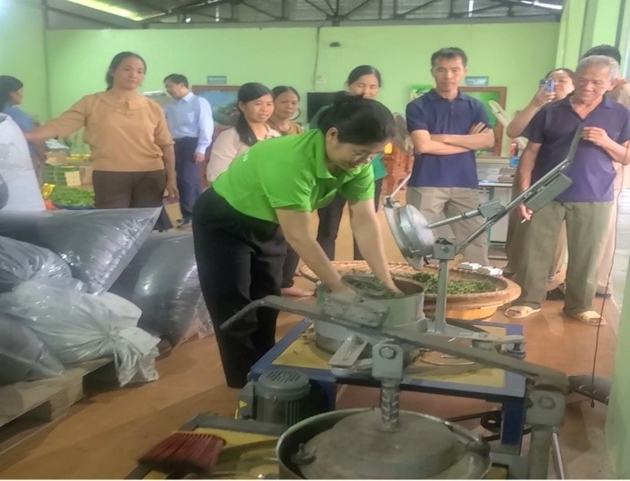 Trải nghiệm hái chè Tân Cương - Tìm hiểu quy trình sơ chế chè
