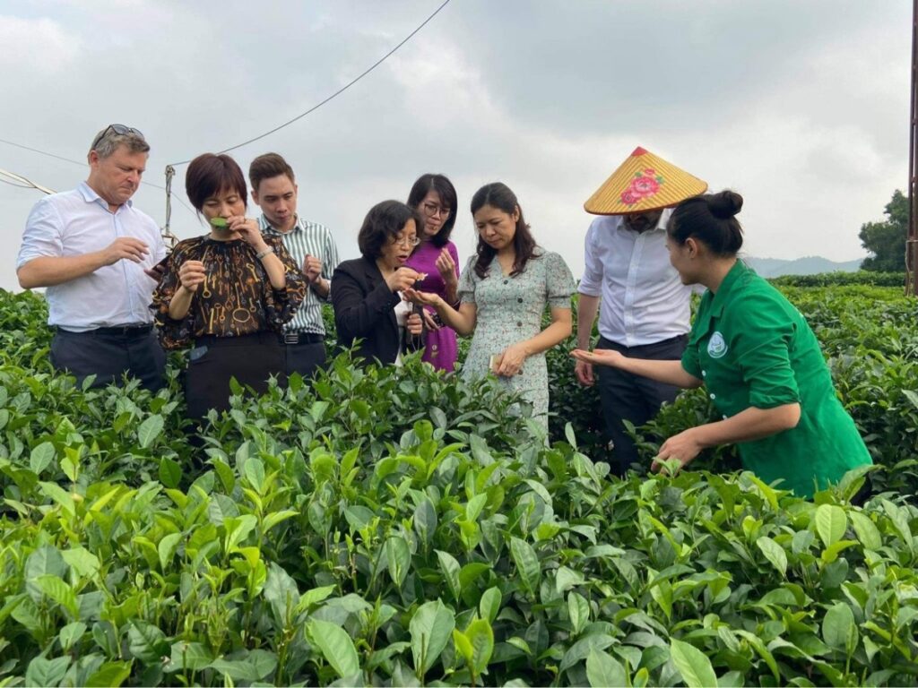 Trải nghiệm hái chè Tân Cương - Thưởng thức trà nóng