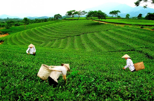 Tair nghiệm hái chè Tân Cương cùng người dân - Vùng đất Tân Cương