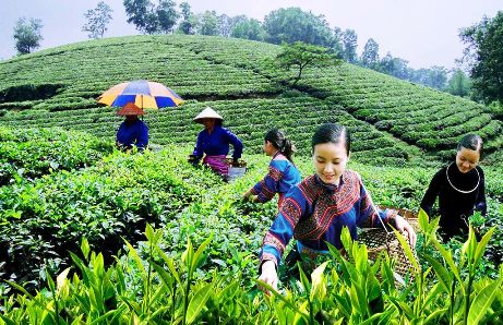 Chè Tân Cương đạt chuẩn OCOP - làng nghề truyền thống