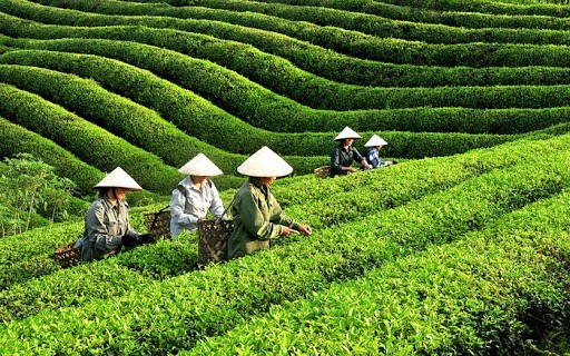 Chè Tân Cương đạt chuẩn OCOP