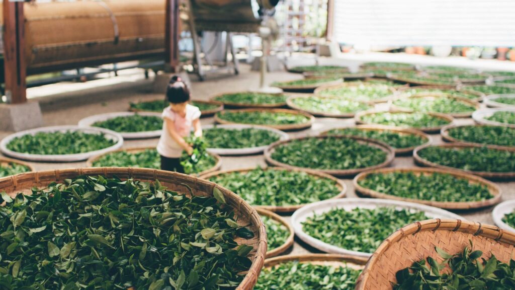 Chè nõn tôm Thái Nguyên - quy trình sản xuất
