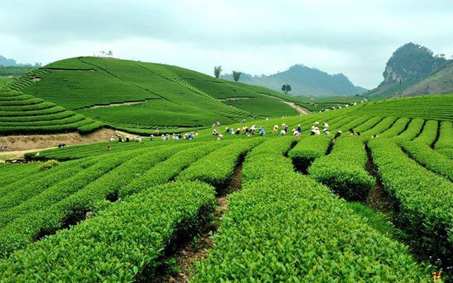 Chè Tân Cương Thái Nguyên - Hành trình từ búp chè đến tách trà