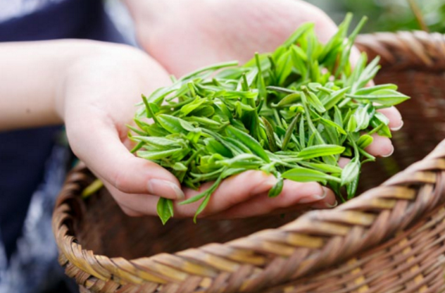 5 đặc điểm chè Đinh Thái Nguyên dù giá cao nhưng vẫn được "săn lùng"