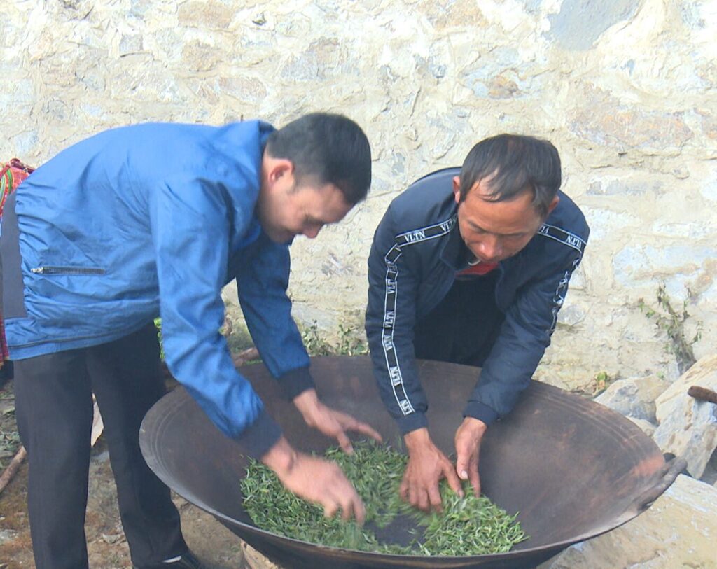Một ngày làm ngưởi trồng chè Tân Cương - quá trình làm chè