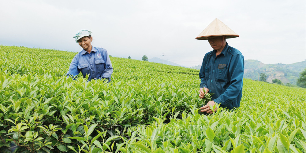 Một ngày làm người trồng chè - thu hoạch chè
