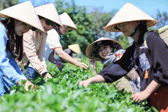 Một ngày làm người trồng chè - tour du lịch