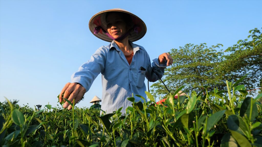 Một ngày làm người trồng chè Tân Cương