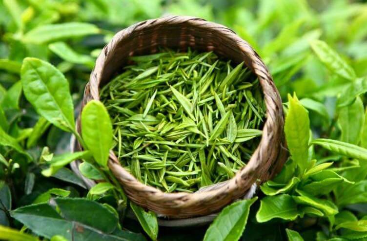 So sánh chè Đinh với chè móc câu - chè Đinh
