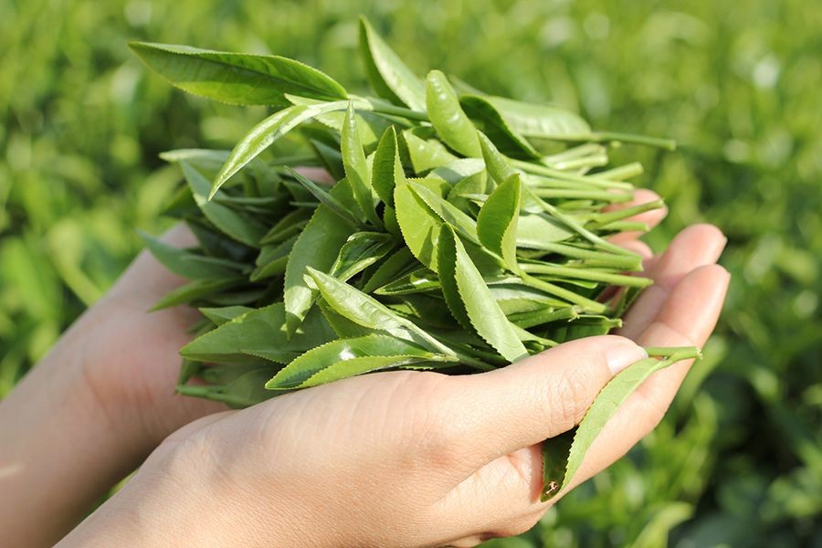 So sánh chè Đinh với chè móc câu - chè móc câu