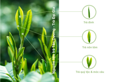 So sánh chè Đinh với chè móc câu