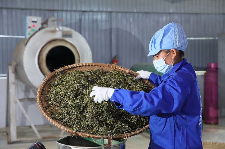 So sánh chè Tân Cương và Shan Tuyết - quy trình sản xuất
