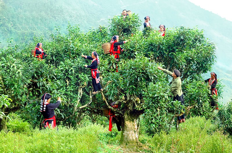 So sánh chè Tân Cương và Shan Tuyết
