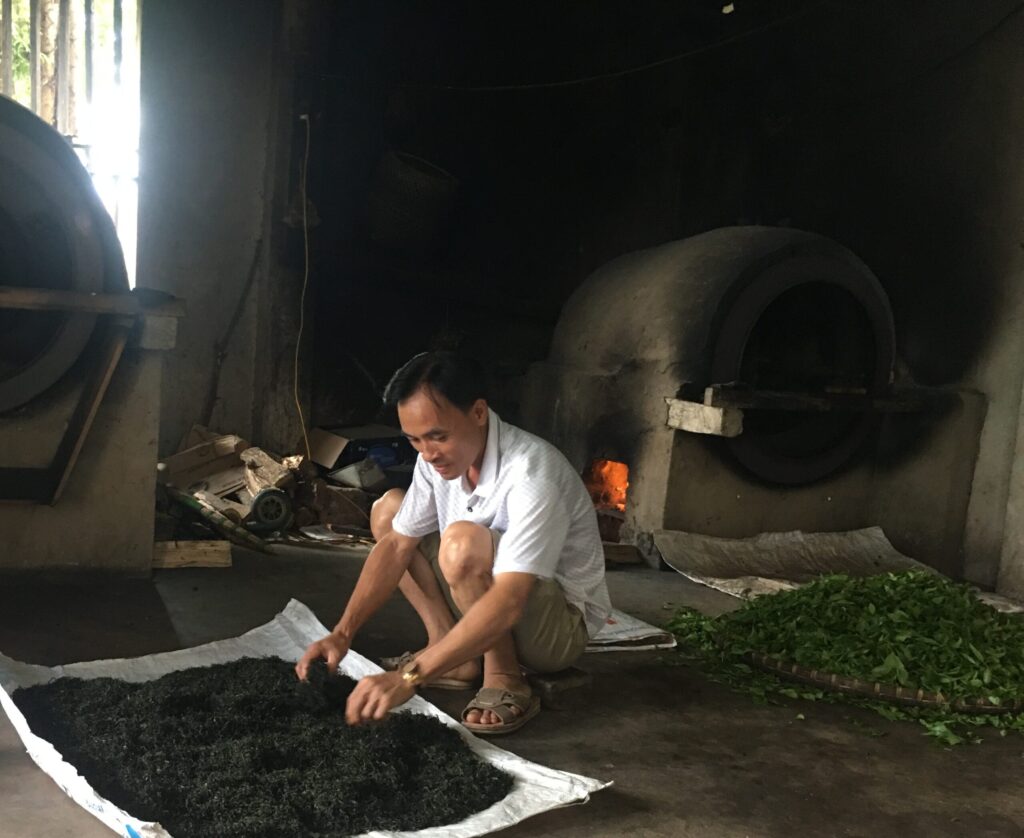 so sánh chè móc câu với chè khác - quy trình chế biến và sao chè