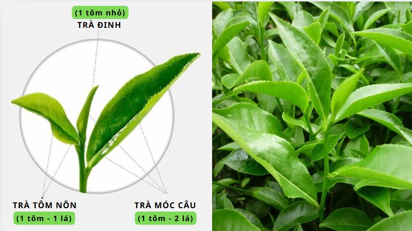 so sánh chè móc câu với chè khác