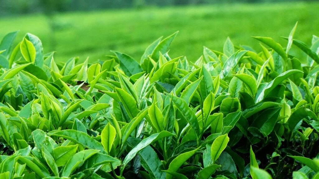 So sánh quy trình sản xuất chè Tân Cương truyền thống & hiện đại